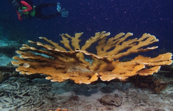 Elkhorn Coral
